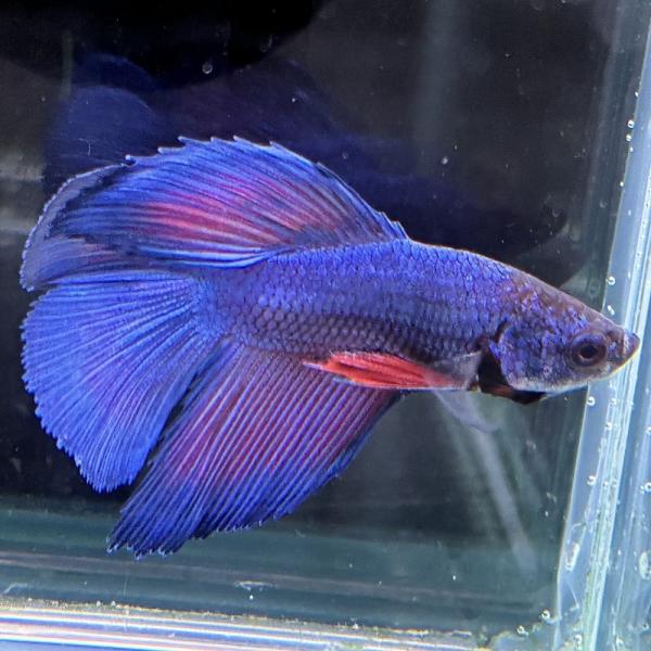 熱帯魚　ダブルテールベタ　オス　ファンシーブルー　06M0116-031　フルムーン　生体　