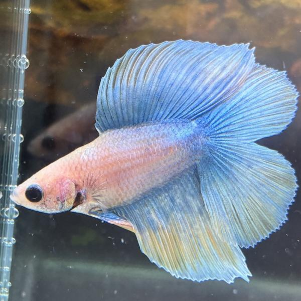 熱帯魚 ダブルテールベタ オス パステル 06M0301-060 フルムーン 生体