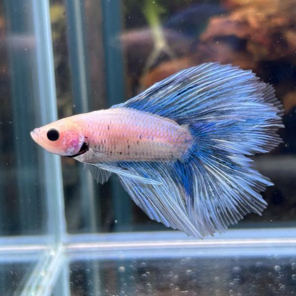 熱帯魚様 ベタ クラウンテール オス オレンジ 01M0408-018 熱帯魚 生体