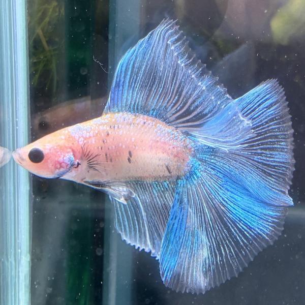 熱帯魚　ダブルテールベタ　オス　パステル　06M0601-001　フルムーン　生体　