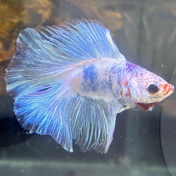 熱帯魚　ダブルテールベタ　オス　ファンシーブルー　06M0601-020　フルムーン　生体　