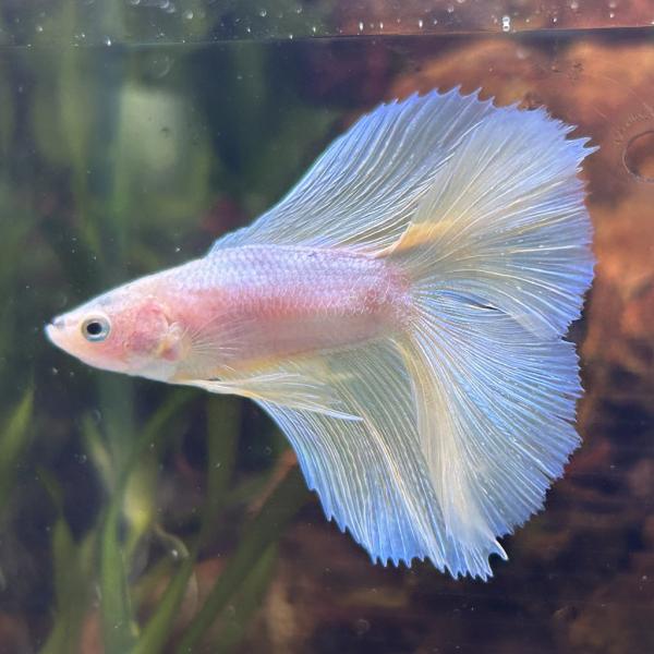 熱帯魚様 熱帯魚 ダブルテールベタ オス ファンシー 06M0801-012