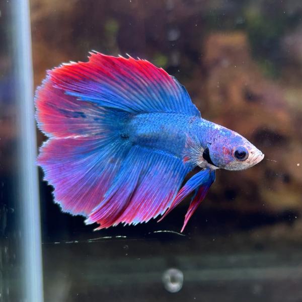 熱帯魚様 熱帯魚 ダブルテールベタ オス ファンシー 06M0801-020