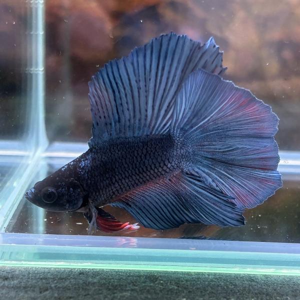 生体　熱帯魚　飼育　アナバス　タイ　ブリード　かわいい　高知熱帯魚サービス　Species complex　スプレンデンス　ラビリンス器官　ベタ　改良ベタ　グラミー　ショーベタ　BETTA　闘魚　トウギョ　初心者　簡単　スズキ目　キノボリウ...