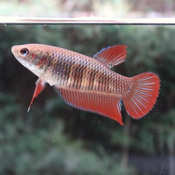 熱帯魚様 imgrc0100470042.jpg