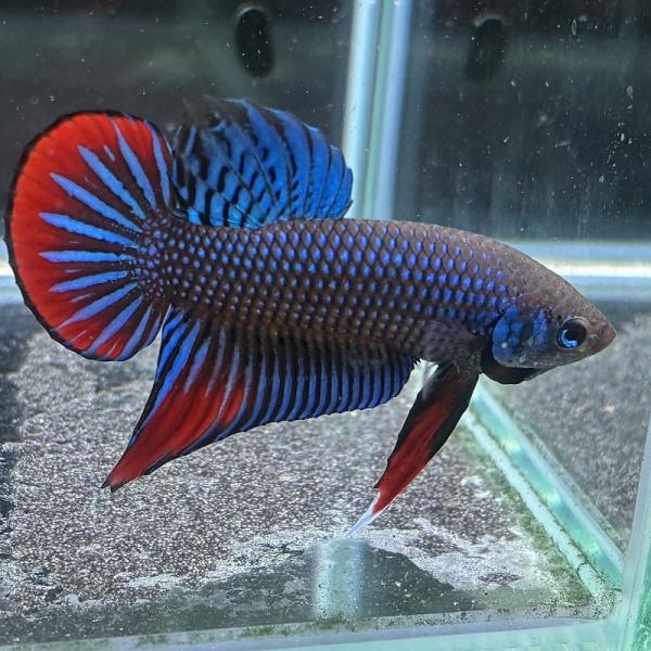 在庫一掃SALE ベタ インベリスブルー オス 08M0116-018 熱帯魚 生体