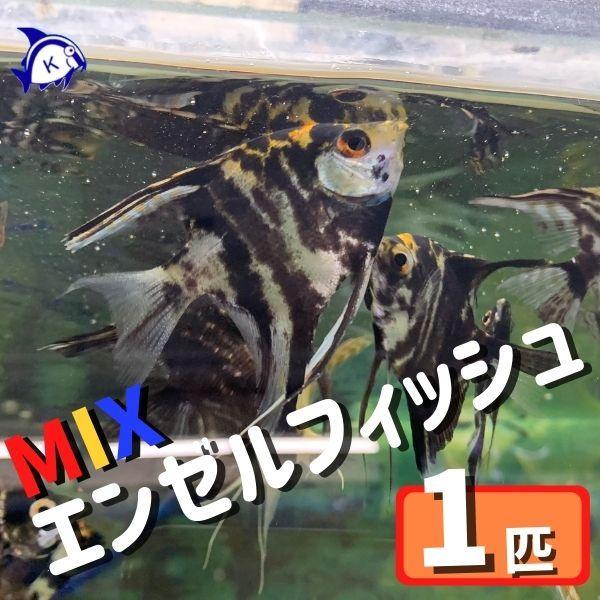 熱帯魚 ミックスエンゼルフィッシュ 色はお楽しみ 1匹 約3-6cm ※カラー