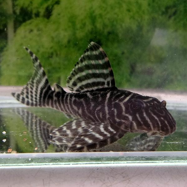 熱帯魚 キングタイガーペコルティア ワイルド 雄雌のご指定不可 1513 有限会社高知熱帯魚サービス 通販 Yahoo ショッピング