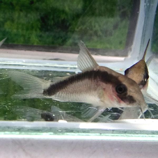 熱帯魚 コリドラス アルクアータス 1匹 雄雌のご指定不可 154 有限会社高知熱帯魚サービス 通販 Yahoo ショッピング