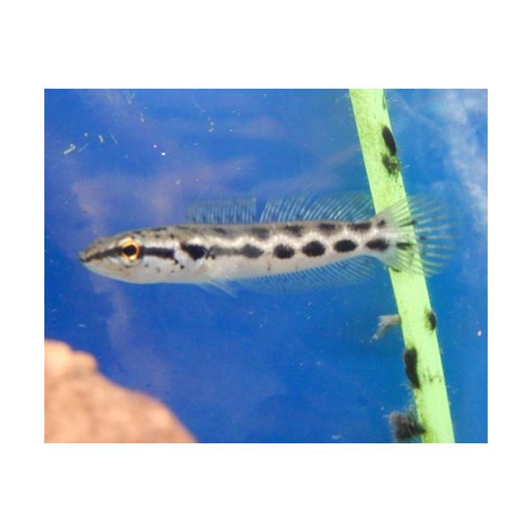 kotinettaigyo_2021-0521-001