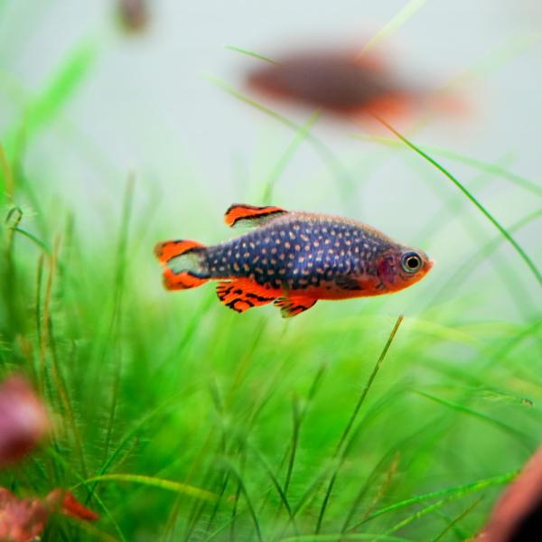 熱帯魚 ミクロラスボラspハナビ 5匹 雄雌のご指定不可 1 有限会社高知熱帯魚サービス 通販 Yahoo ショッピング