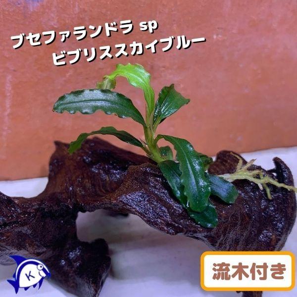 水草 ブセファランドラ sp ビブリススカイブルー 1株 流木付き 水草 ブセファランドラ sp ビブリススカイブルー 1株 流木付き