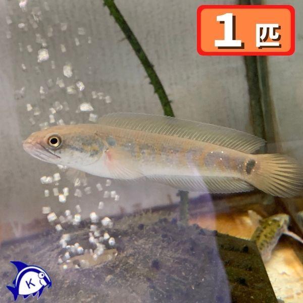 熱帯魚 コウタイ レッド 1匹 約7 10cm前後 雄雌のご指定不可 アナバス 1 有限会社高知熱帯魚サービス 通販 Yahoo ショッピング