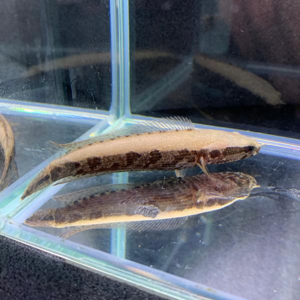 熱帯魚 アフリカン・スネークヘッド 1匹 約5-8cm前後 ナイジェリア産