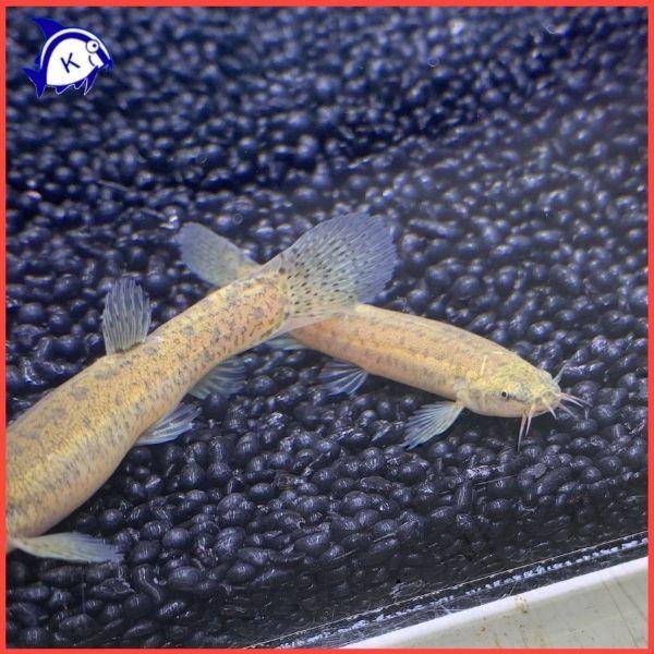 ホトケドジョウ 1匹 ※雌雄のご指定不可 日本淡水魚 川魚 : 有限会社