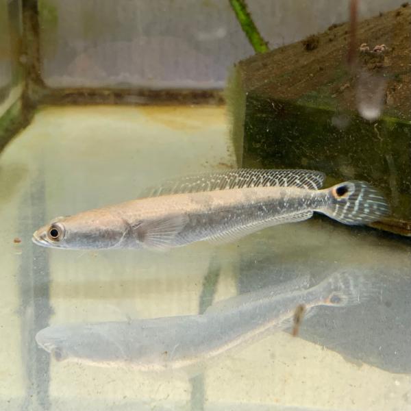 熱帯魚　チャンナ・アウロリネアータス　タイ産　1匹　約8-11cm　コブラスネークヘッド　※雄雌のご指定不可　アナバス