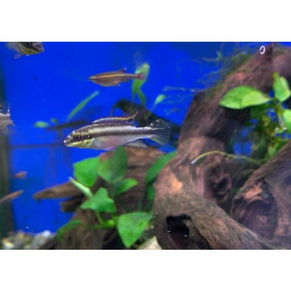 （熱帯魚）ペルヴィカクロミス・プルケール　1匹　※カラー/雌雄の指定不可　ペルマト