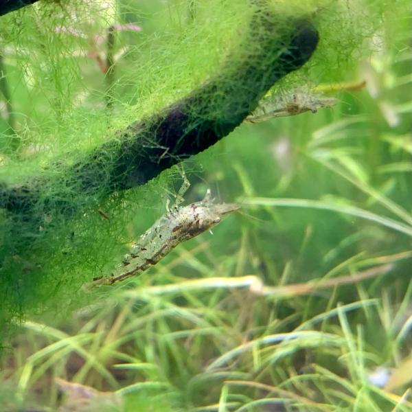ミナミヌマエビ　3匹セット　※雄雌のご指定不可　国産　天然　生体　熱帯魚