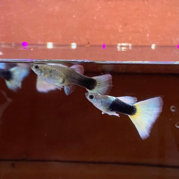 国産 ドイツイエロータキシード グッピー 1ペア（2匹） 熱帯魚 生体