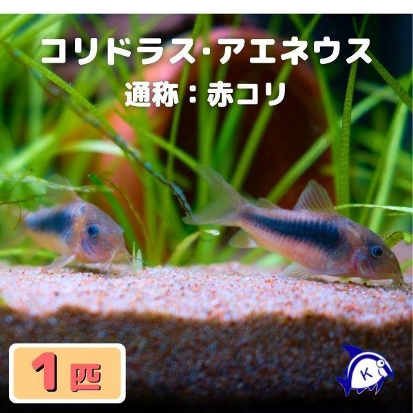 熱帯魚 コリドラス アエネウス 赤コリ 1匹 雄雌のご指定不可 004 有限会社高知熱帯魚サービス 通販 Yahoo ショッピング