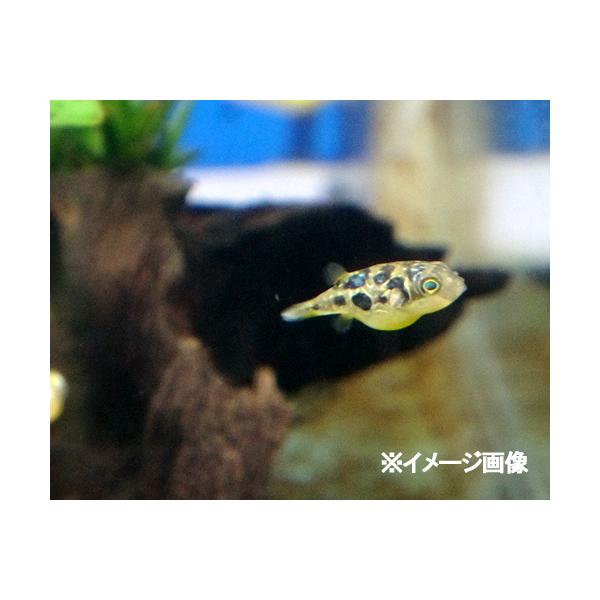 ※お届けする個体は画像と色合いや柄が異なる場合がございます。■学名：Carinotetraodon travancoricus■分布：インド、スリランカ■水質： 弱酸性〜弱アルカリ性■飼育適水温： 22〜25℃■体長：最大で2.5-3cm程...