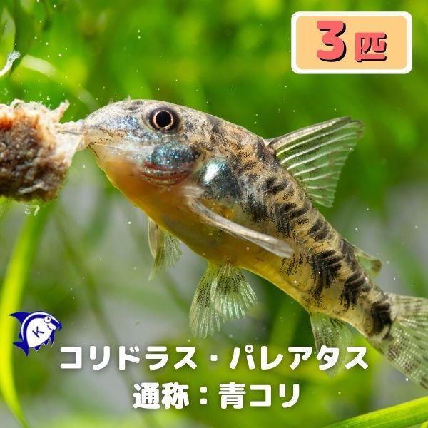 熱帯魚 コリドラス パレアタス 青コリ 3匹 雄雌のご指定不可 2105 1 有限会社高知熱帯魚サービス 通販 Yahoo ショッピング
