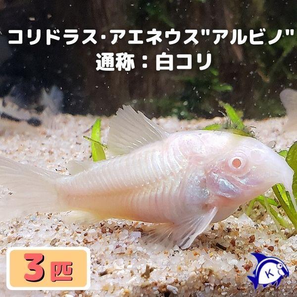 熱帯魚 コリドラス アエネウス アルビノ 白コリ 3匹 雄雌のご指定不可 2105 3 有限会社高知熱帯魚サービス 通販 Yahoo ショッピング