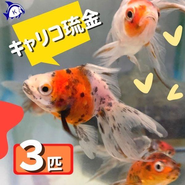 キャリコ琉金 Sサイズ 3匹 金魚 ※カラー/ 雌雄の指定不可 : 有限