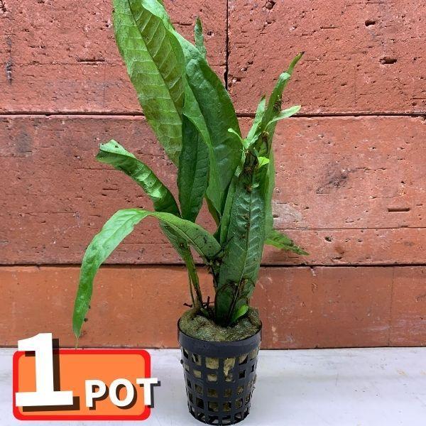 水草 ミクロソリウム プテロプス 1pot 水上葉 1 有限会社高知熱帯魚サービス 通販 Yahoo ショッピング