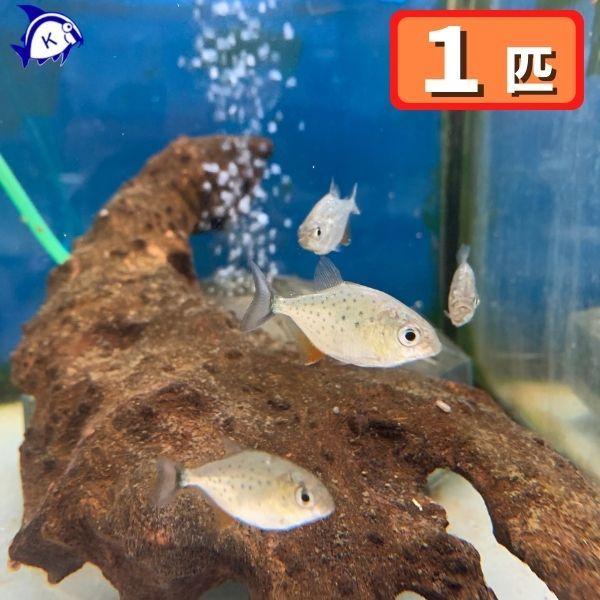 安いピラニア ナッテリーの通販商品を比較 ショッピング情報のオークファン