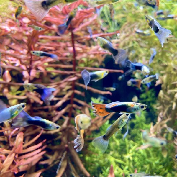 外国産 Mixグッピー 10ペア 匹 ミックス Pair 熱帯魚 13 有限会社高知熱帯魚サービス 通販 Yahoo ショッピング