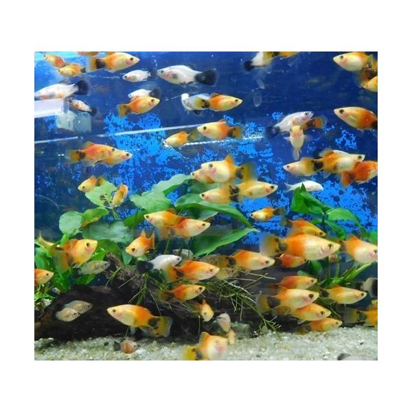 ミックス　プラティ　ムーンフィッシュ　卵胎生　メダカの仲間　熱帯魚　生体　初心者　簡単　安い　ワグプラティ　ミッキーマウス　サンセット