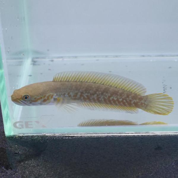 熱帯魚　ニューレインボー・スネークヘッド　WILD　約5-8cm前後　※雄雌のご指定不可　アナバス