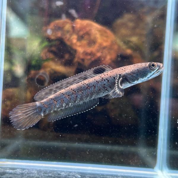 熱帯魚 ブルームーンレインボースネークヘッド プルクラ 1匹 SMサイズ 
