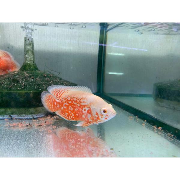 フルレッドアルビノオスカー　約25センチ 熱帯魚 アルビノルビーレッドオスカー 1匹 SM 約7-10cm ※カラー/雌雄の