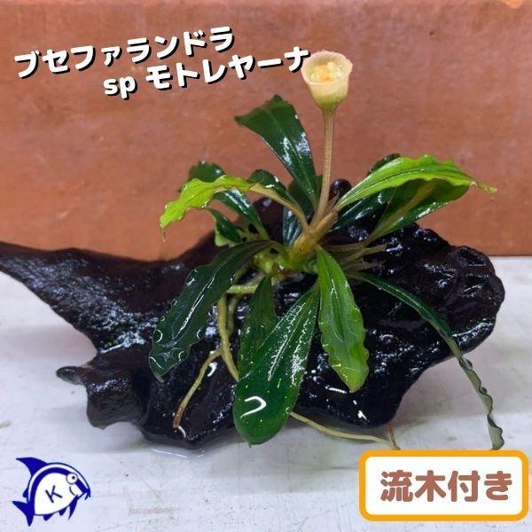 水草 ブセファランドラ Sp モトレヤーナ 1株 流木付き 約5cm 15cm 2310 1 有限会社高知熱帯魚サービス 通販 Yahoo ショッピング