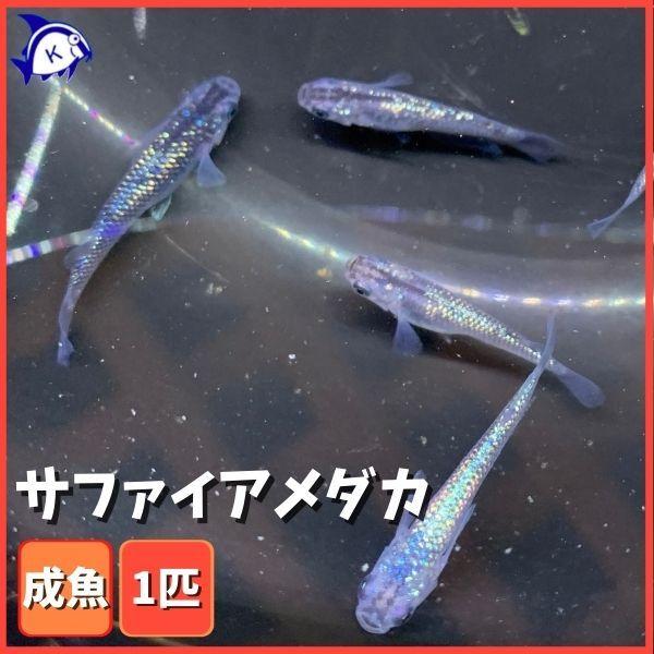 サファイア(メダカ) 1匹 ※雌雄のご指定不可 : 有限会社高知熱帯魚