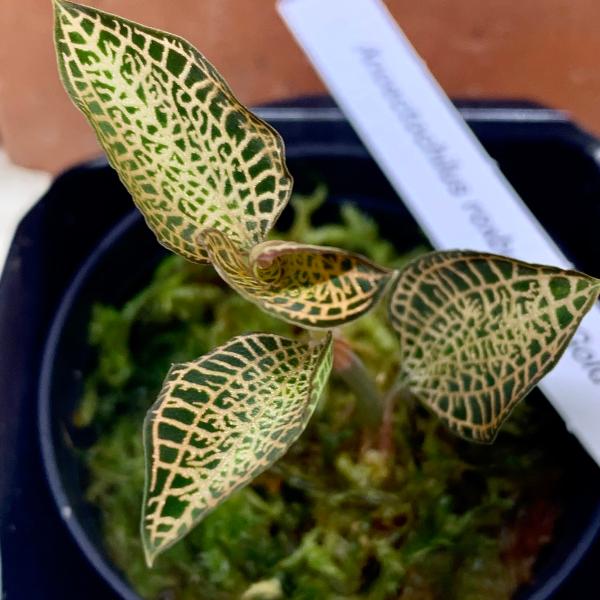 ジュエルオーキッド アネクトキルス・ロクスバギー ”GOLD VEIN” 1POT