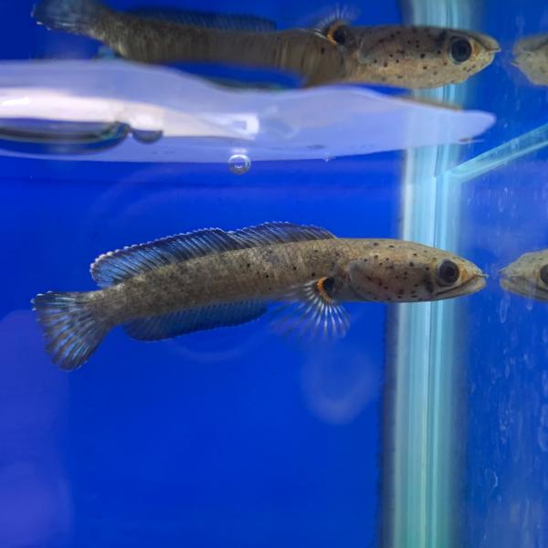 熱帯魚 ブルーギャラクシースネークヘッド 1匹 約9-12cm± ブルームーン