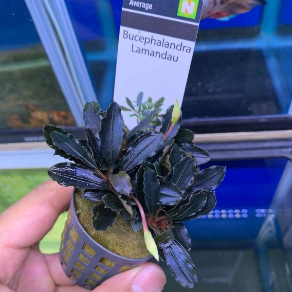 kotinettaigyo_20221130-12