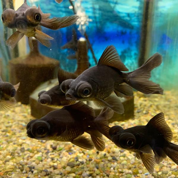 金魚 黒出目金 S 約6.0cm前後 1匹 ※カラー/ 雌雄の指定不可 : 有限会社