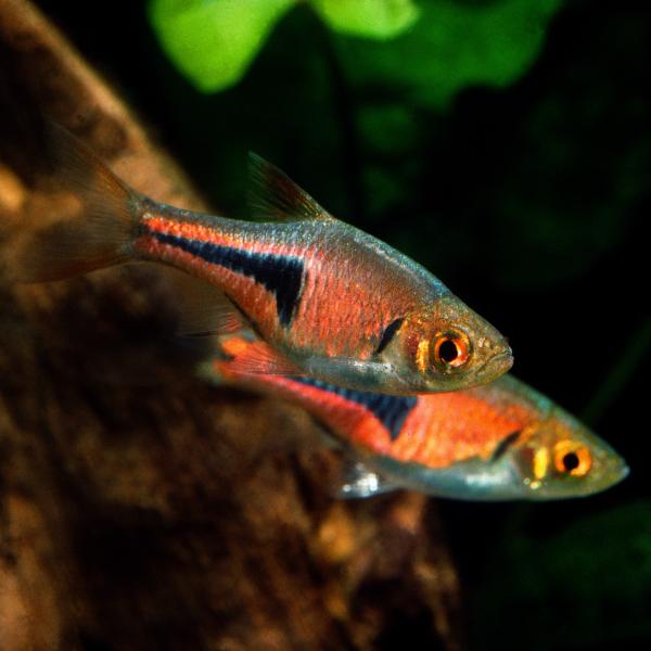 ※お届けする個体は画像と色合いや柄が異なる場合がございます。■学名：Trigonostigma espei■分布：東南アジア■水質：弱酸性〜中性■飼育適水温： 21〜27℃■体長：最大で3-4cm程度※必ずしもこの環境下であれば飼育できるこ...