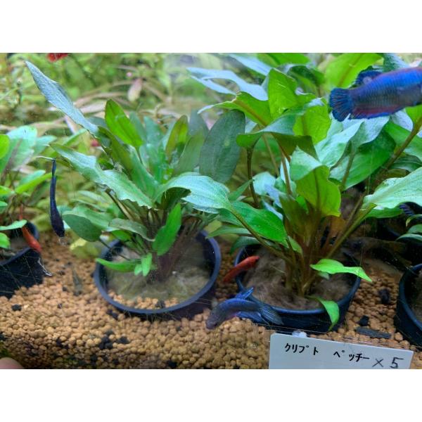 ※画像はイメージとなります。学名：Cryptocoryne beckettii "Petchii"分布：スリランカ光量：普通CO2量：普通レイアウト：中後景向き※必ずしもこの環境下であれば育成できることを確約するものではございません。クリプ...