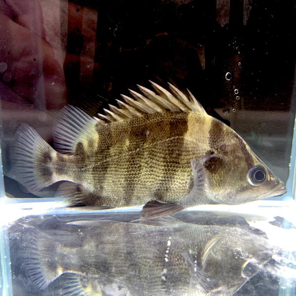 kotinettaigyo_20230423-6