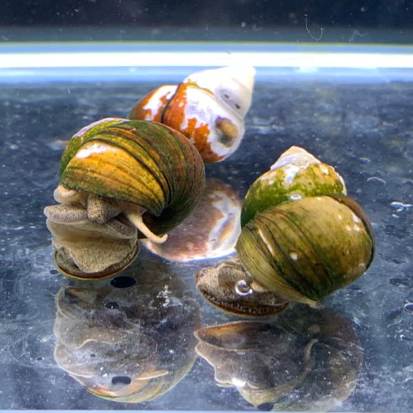 貝　ヒメタニシ　オオタニシ　ろ過　濾過摂食　デトリタス食　水質浄化　水質改善　グリーンウォーター対策　アオコ対策　コケ取り　苔　藻　めだか　ビオトープ　金魚　メンテナンスフィッシュ