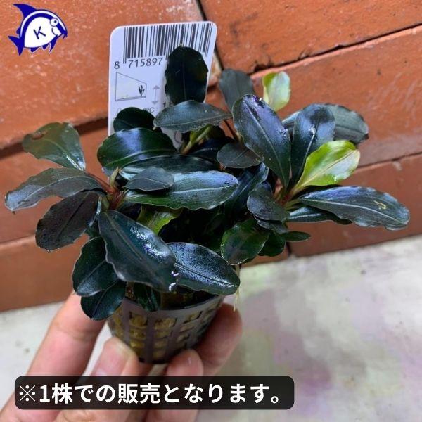 水草 ブセファランドラ ティア 1株 ※バラ売り水草は4点まで同梱可能