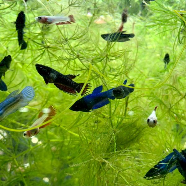 生体　熱帯魚　飼育　アナバス　タイ　ブリード　かわいい　高知熱帯魚サービス　Species complex　スプレンデンス　ラビリンス器官　ベタ　改良ベタ　グラミー　ショーベタ　BETTA　闘魚　トウギョ　初心者　簡単　スズキ目　キノボリウ...