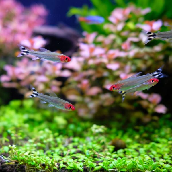 熱帯魚　ラミノーズテトラ　10匹　※雄雌のご指定不可　生体