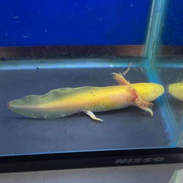 Ambystoma mexicanum　メキシコサラマンダー　メキシコサンショウウオ　アホロートル　両生類　ビバリウム　アクアテラリウム