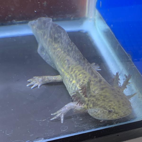 Ambystoma mexicanum　メキシコサラマンダー　メキシコサンショウウオ　アホロートル　両生類　ビバリウム　アクアテラリウム